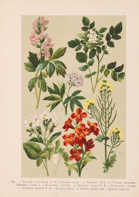 Монтеверде Н.А. Ботанический атлас. СПб.: А.Ф. Девриен, 1906. 
